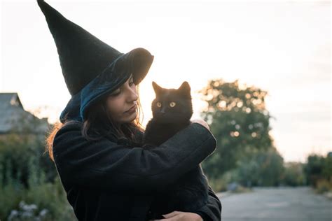 what breed are the generic witch cats